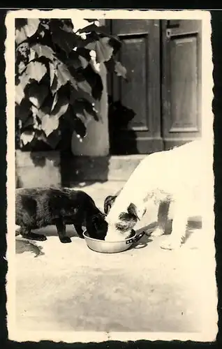 Fotografie Tierfrendschaft, Katze & Hund fressen aus einem Napf