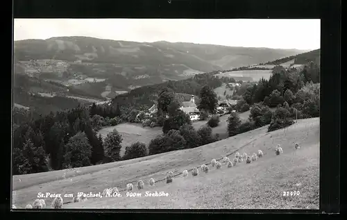 AK St. Peter am Wechsel, Panorama mit Kirche