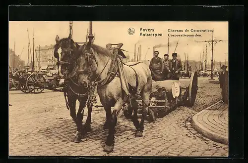 AK Anvers, Chevaux de Corporation