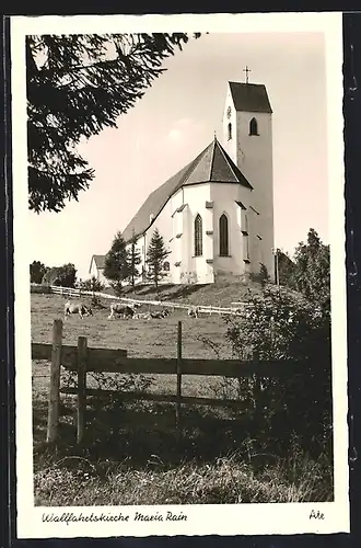 AK Maria Rain, Wallfahrtskirche mit weidenden Rindern