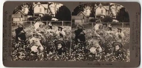 Stereo-Fotografie The Whiting View Company, Cincinnati, Among the Daisies, Mädchen auf Blumenwiese