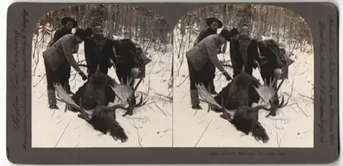 Fotografie Keystone View Company, Enough for One Day, Jäger mit erlegtem Elch in Nordamerika