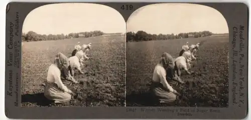 Stereo-Fotografie Keystone View Company, Women Weeding a Field of Sugar Beets, Landarbeiterinnen in Schweden