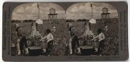 Stereo-Fotografie Keystone View Co., Harvesting Indian River Pineapples, Ananasernte in Florida