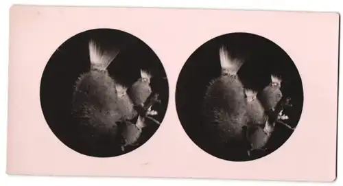 Stereo-Fotografie Makroaufnahme, Mikroskopische Vergrösserung, Medizin, Biologie