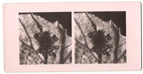 Stereo-Fotografie Makroaufnahme, Mikroskopische Vergrösserung, Medizin, Biologie