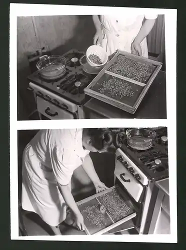 Fotografie Hausfrau bei Vorratswirtschaft, Dörrgemüse auf enem selbst gebauten Gitterrahmen 1940