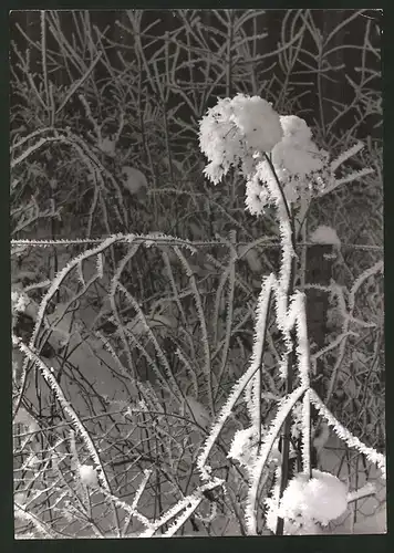 Fotografie Eisblume von Rauhreif umhüllt