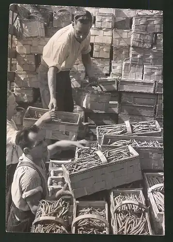 Fotografie Ansicht Berlin, Alexanderplatz, Lieferung grüne Bohnen für die Zentral-Markthalle 1939