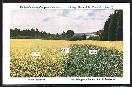 AK Darfeld, Hederichbekämpfungsversuch v. Fr. Brüning