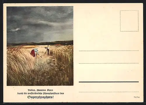 AK Voller, schweres Korn durch die wasserlösliche Phosphorsäure des Superphosphats!