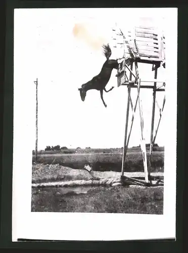 Fotografie Pferd beim Kopfsprung von einem 10m Turm