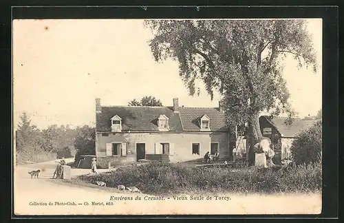 AK Torcy, Vieux Saule