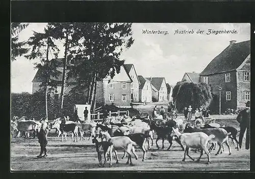 AK Winterberg, Austrieb der Ziegenherde