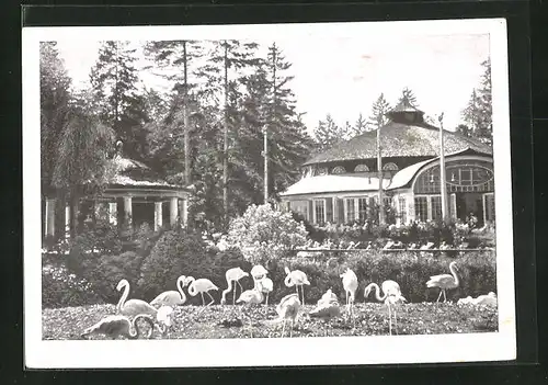 AK München-Hellabrunn, Café und Restaurant Tierpark