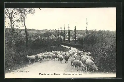 AK Pougues-les-Eaux, Moutons au pâturage