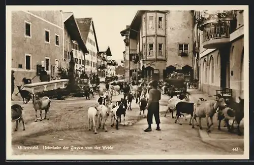 AK Mittenwald, Heimkehr der Ziegen von der Weide