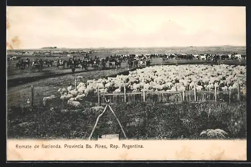 AK Argentinien, Buenos Aires, Remate de Hacienda, Schafe, Pferdekutsche