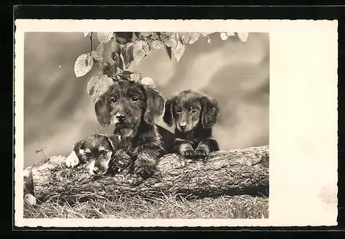 AK Dackelmutter mit zwei Welpen an einem Baumstamm