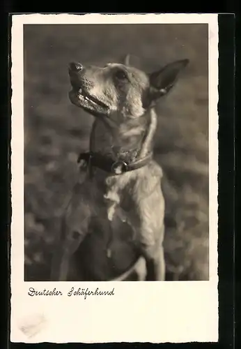 AK Deutscher Schäferhund mit Halsband
