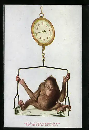 Künstler-AK Baby-Orang auf einer Waage im New Yorker Zoo
