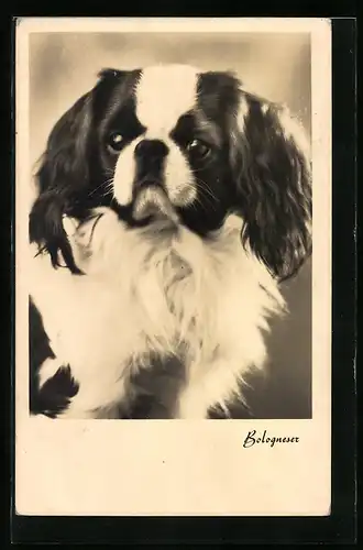 AK Porträt eines Pekinesen