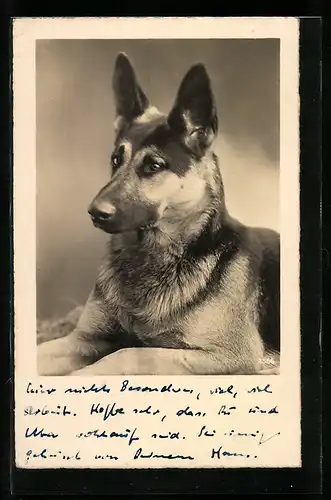 AK Junger Schäferhund mit aufmerksamem Blick