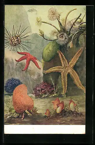 AK Seesterne, Seeigel, Röhrenwürmer, Ascidie