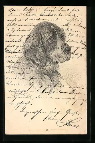 AK Bernhardiner mit ledernem Halsband, Portrait