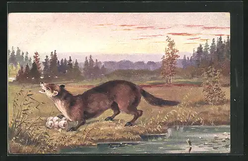 AK Marder mit Eierschalen am Ufer