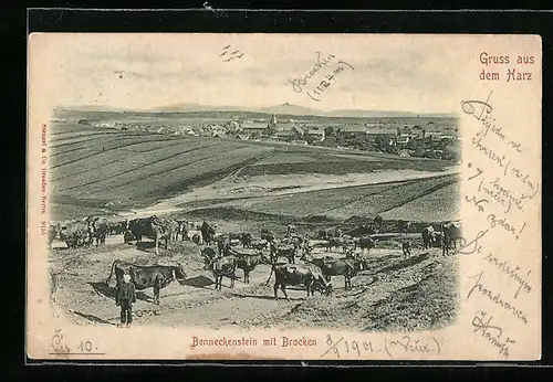 AK Benneckenstein, Ortsansicht mit Rinderherde und Brocken