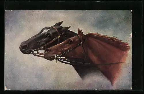AK Pferdeköpfe mit Zaumzeug