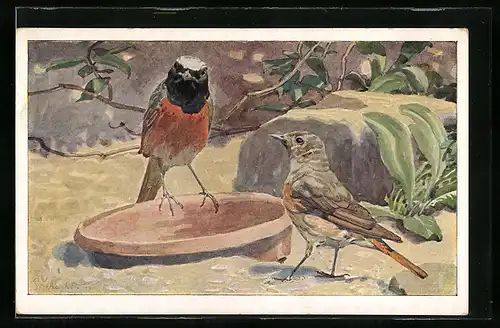 AK Gartenrotschwanz Paar an einer Tränke