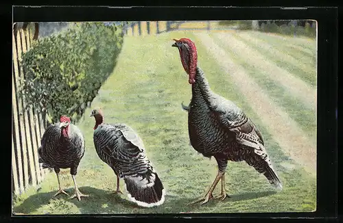 AK Truthähne auf einem Rasen