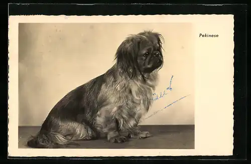 AK Ein Pekinese, Portrait