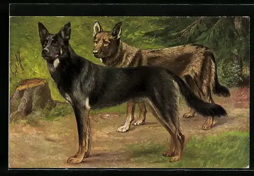 Künstler-AK Zwei Schäferhunde im Wald