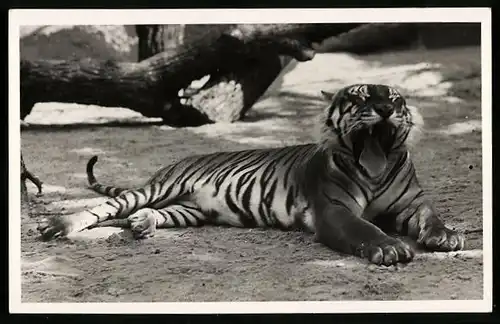 AK München, Königstiger im Tierpark Hellabrunn