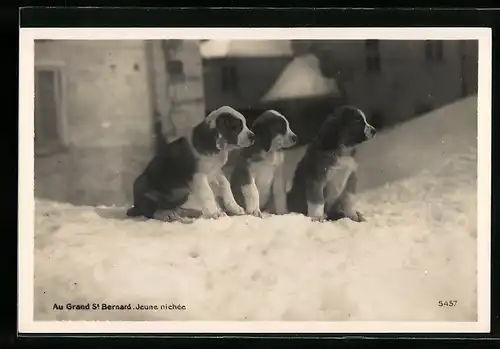AK Grand St. Bernard, Drei Bernhardinerwelpen im Schnee