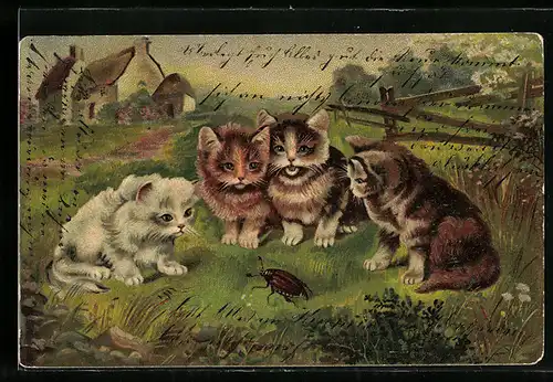 AK Vier junge Katzen und ein Maikäfer