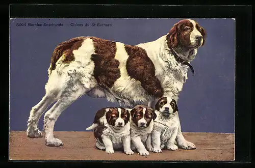 AK Bernhardiner-Hündin mit Welpen