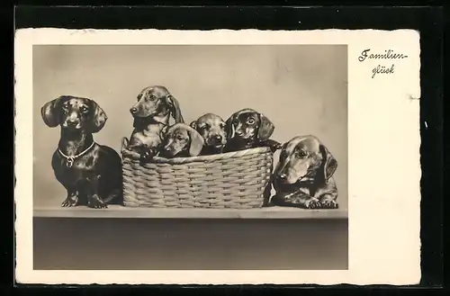 AK Familienglück, Dackeleltern mit Welpen