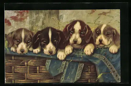 AK vier Terrier-Welpen in einem Korb
