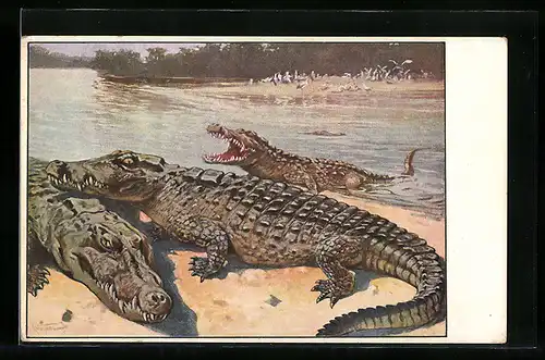 AK Krokodile am Ufer eines Flusses