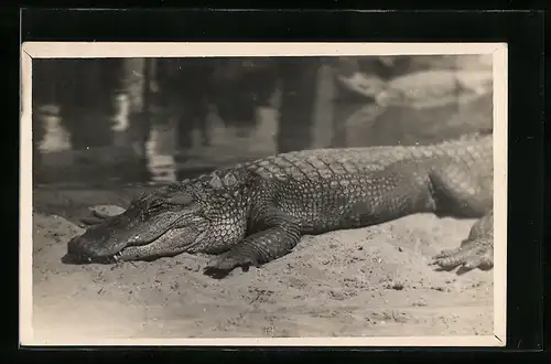 AK Schlafendes Krokodil am Wasser
