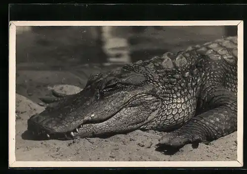 AK Krokodil am Wasser, Portrait