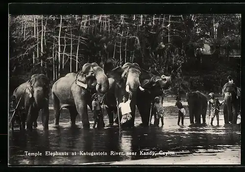 AK Elefanten mit ihren Führern am Katugastota River