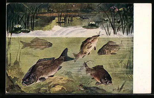 Künstler-AK P. Flaneray: Meinholds Tierbilder Nr. 20b, Karpfen, Fische