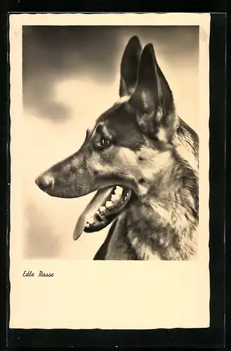 AK Hechelnder Schäferhund mit aufgestellten Ohren