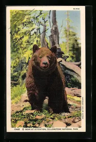 AK Bear at Attention, Yellowstone National Park