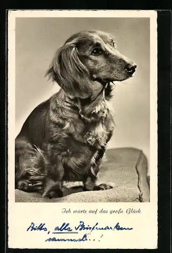 AK Dackel wartet auf das grosse Glück